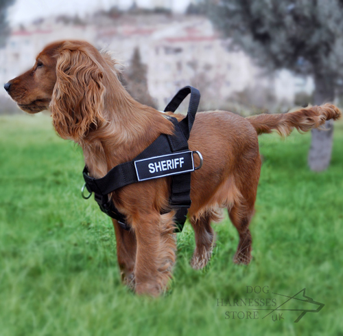 dog harness cocker spaniel