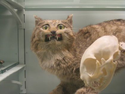 taxidermia fail