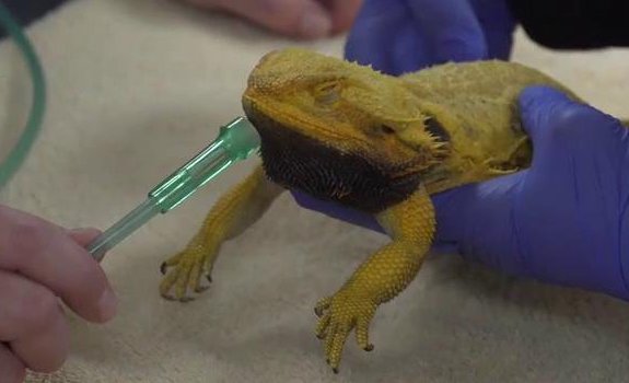 bearded dragon turned black and died