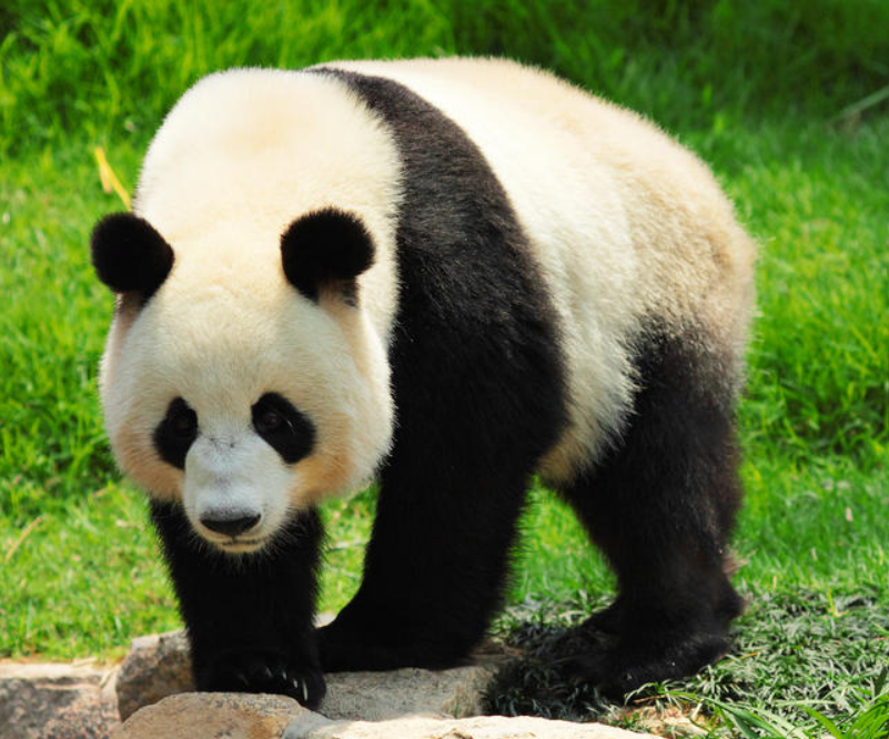 giant panda wiki