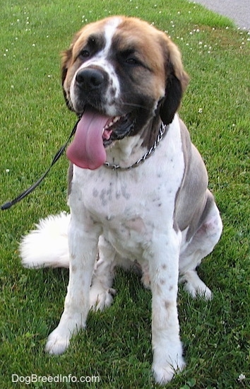 st bernard retriever mix