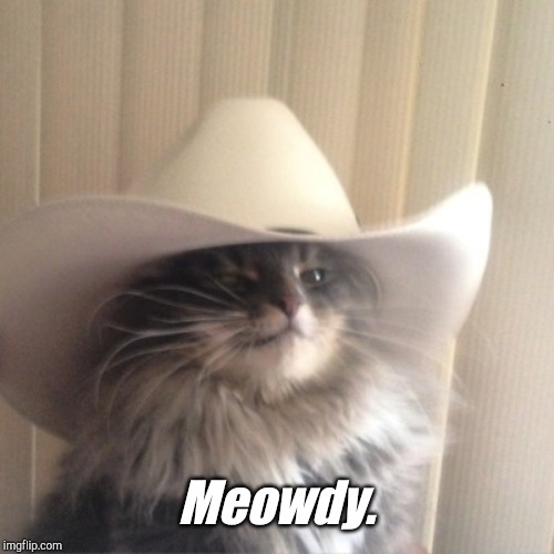 meowdy gif