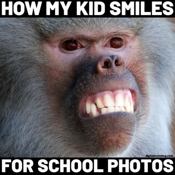 funny memes monkey