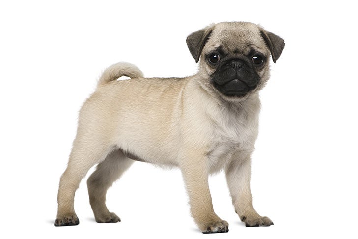 pug dog breed for sale