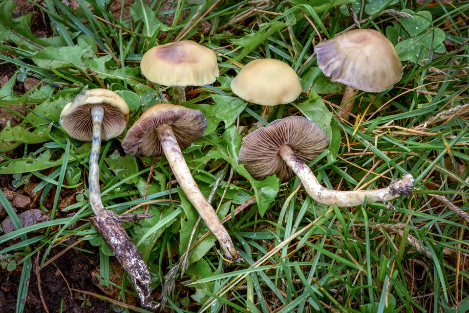 mushroom observer