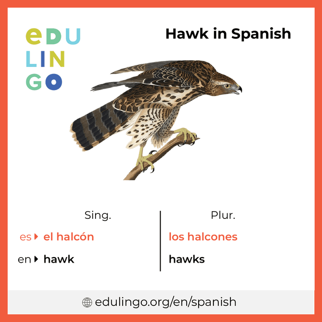 hawk in spanish