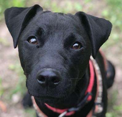 patterdale dogs for sale