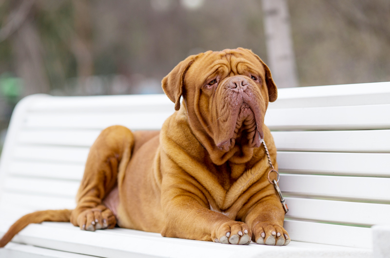 dogue de bordeaux french mastiff for sale