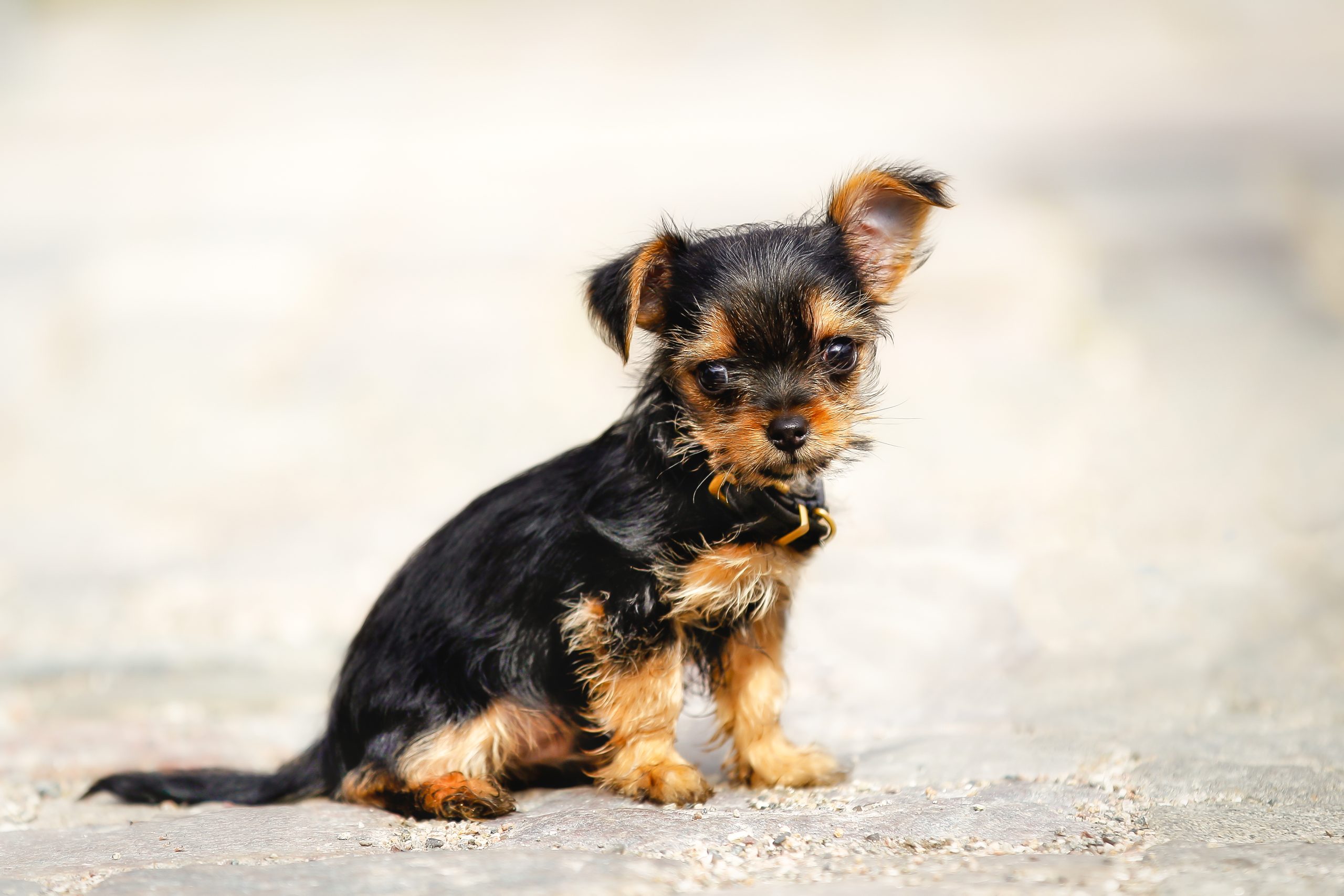 chihuahua cross with yorkshire terrier