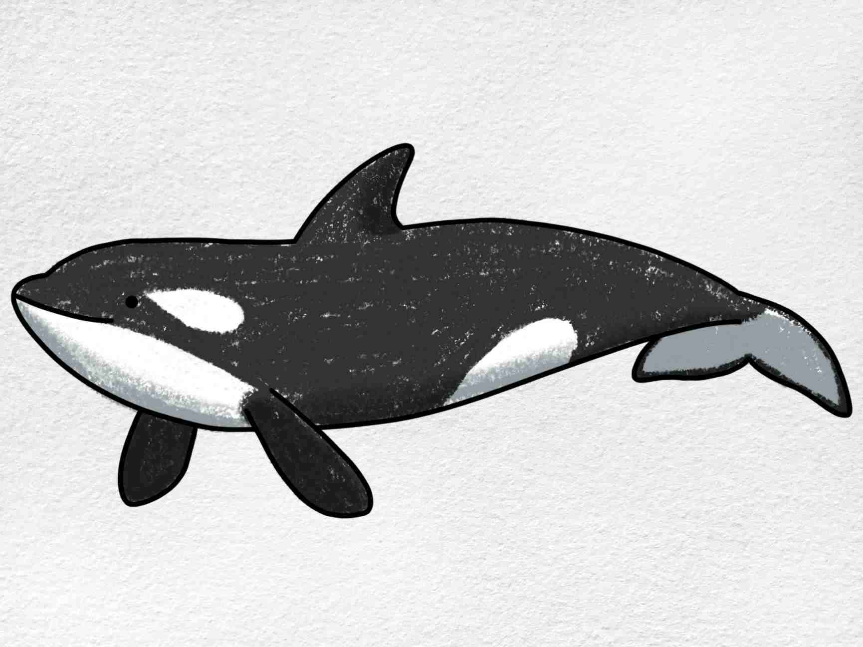 orca whale drawing