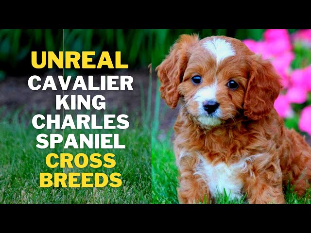 cavalier spaniel mix breeds