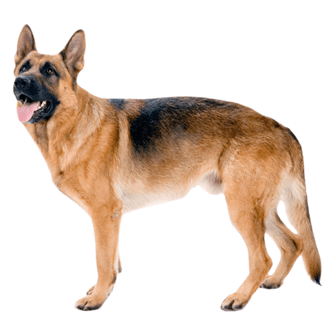 german shepherd images