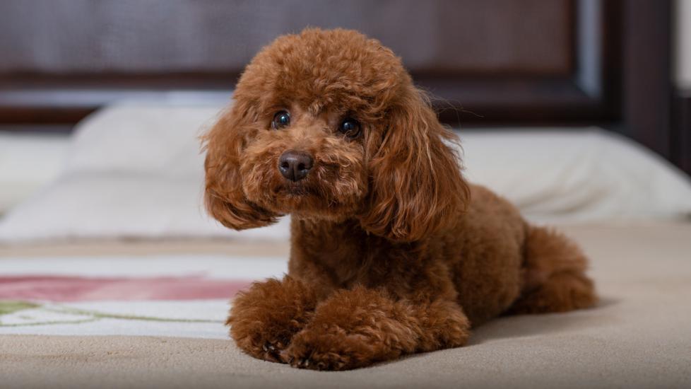 toy poodle photos