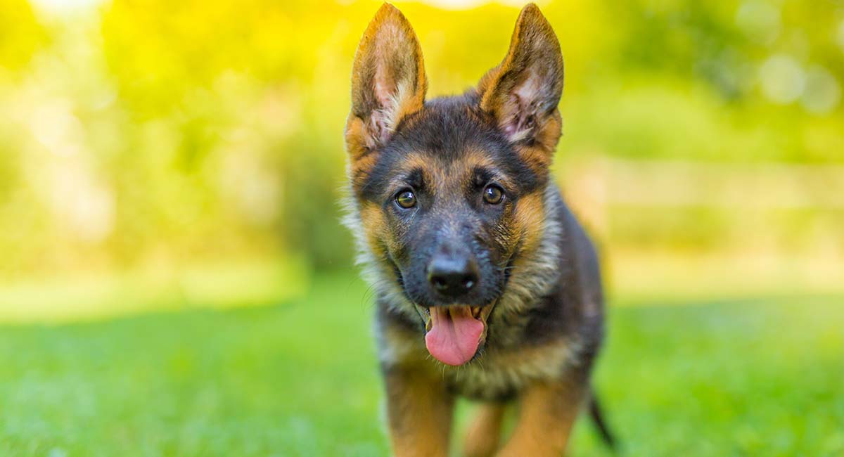 german shepherd price dog