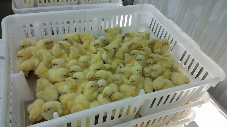 chick hatchery near me