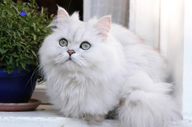 persian chinchilla cat