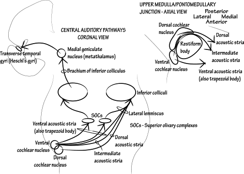 dorsal cochlear nucleus