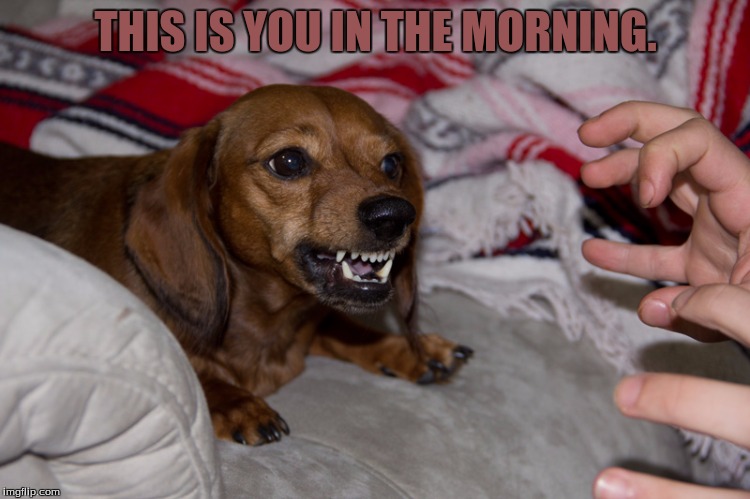 angry dachshund meme