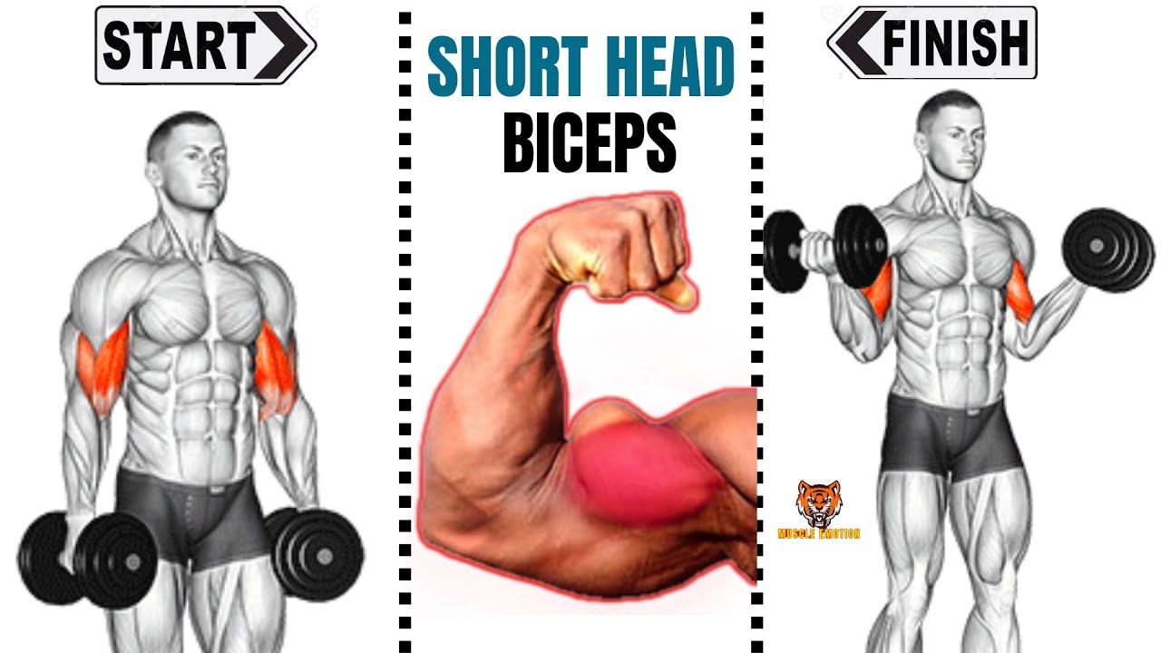 short head bicep workout