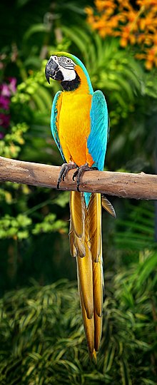 macaw pictures