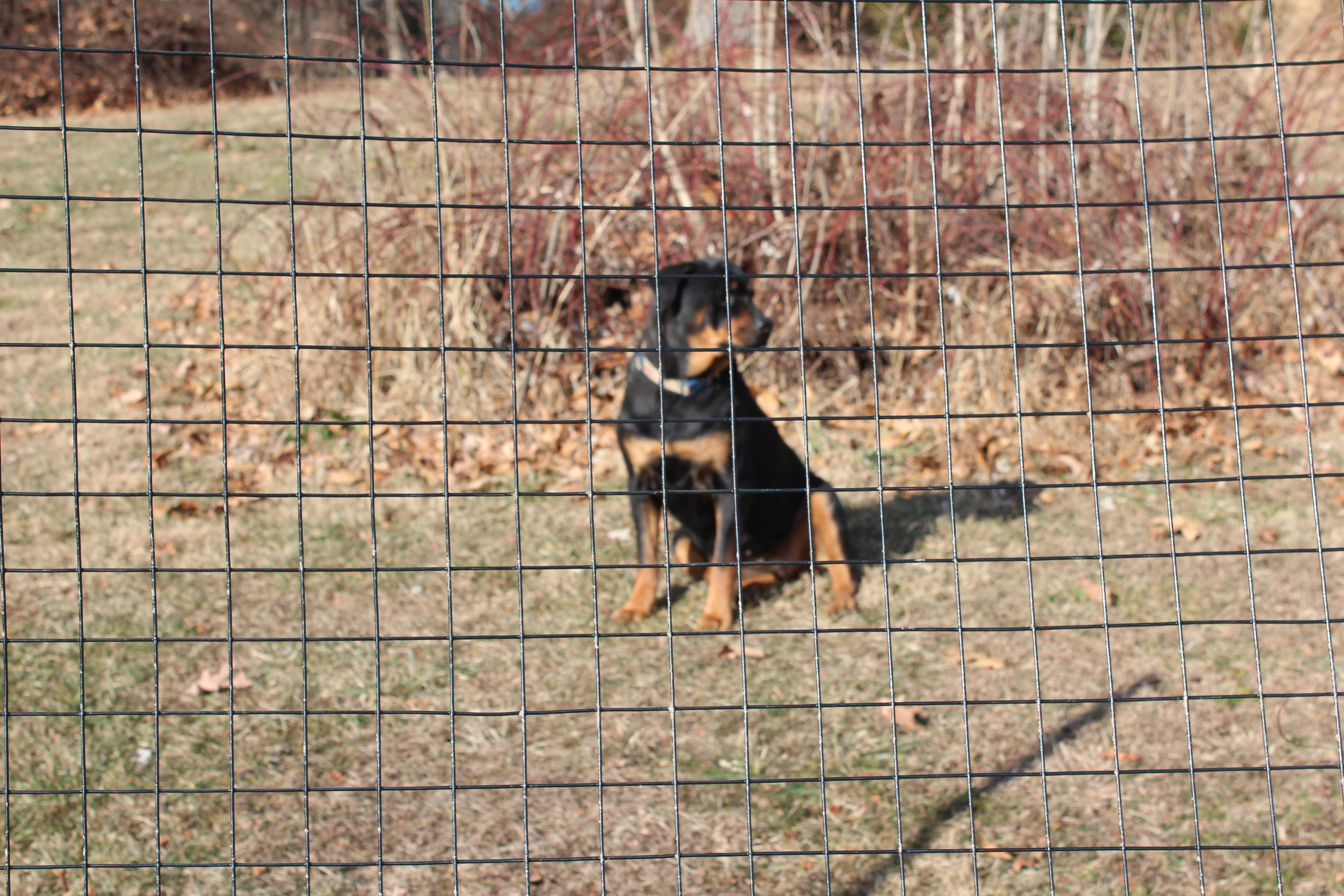 14 gauge dog fence wire