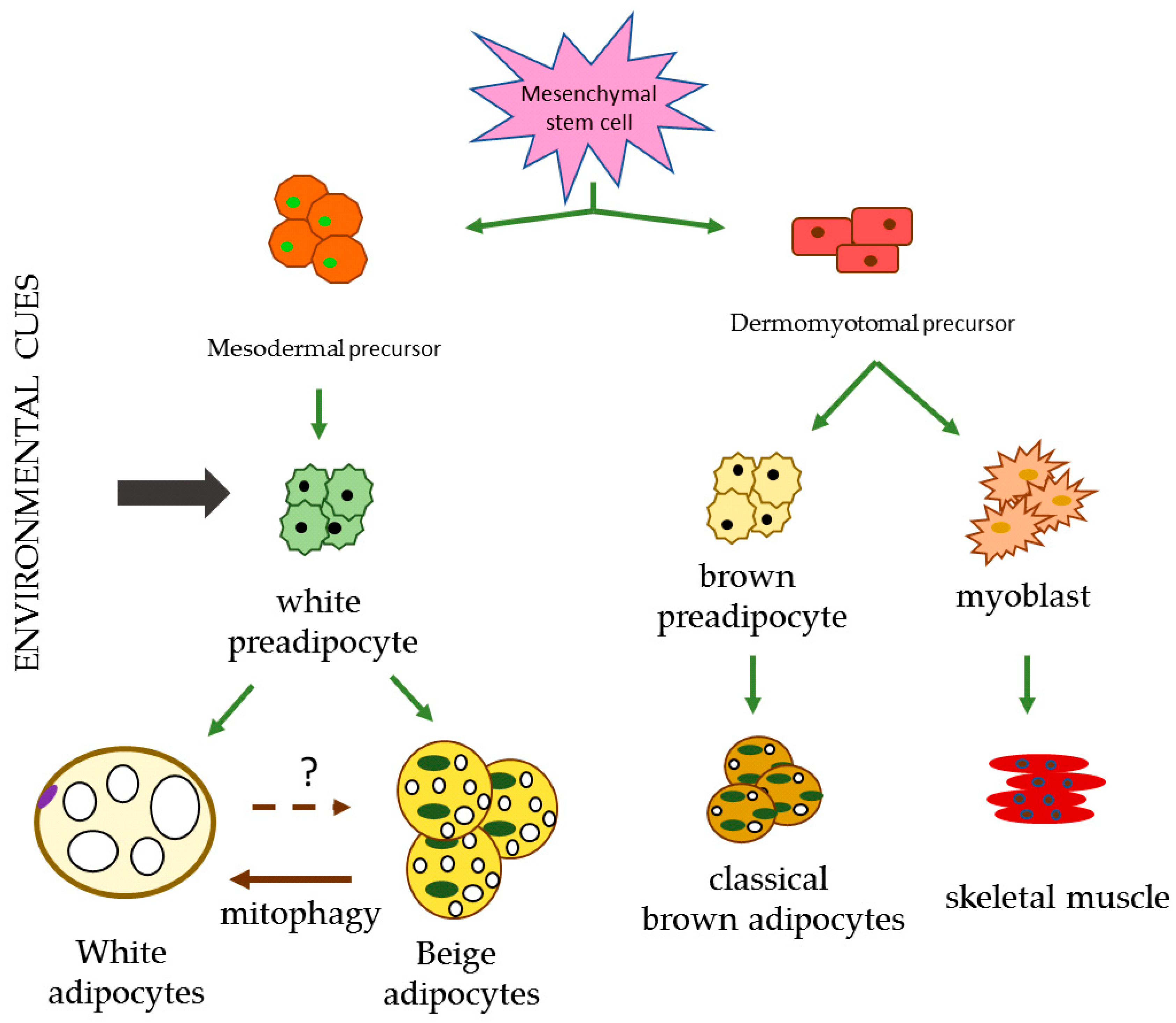 adipogenesis