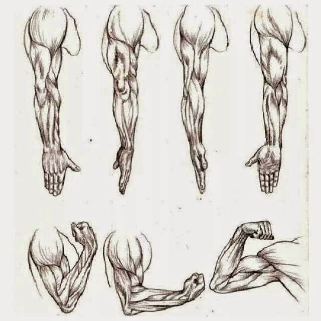 boceto brazo