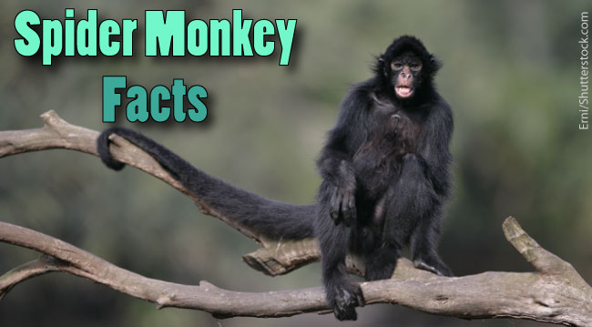 spider monkey fact file