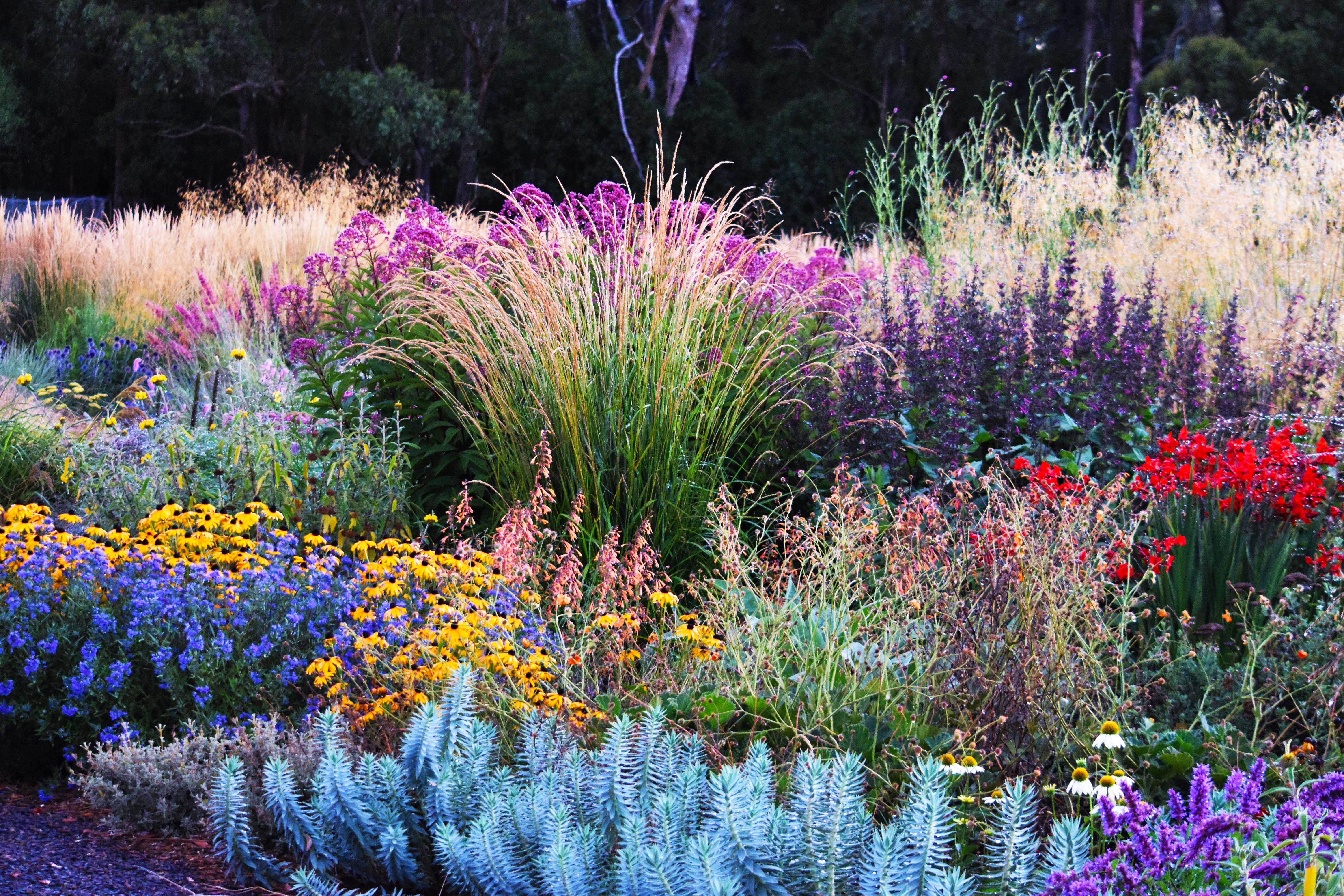 antique perennials