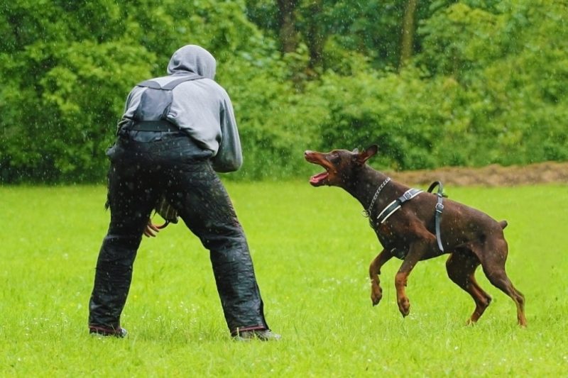 doberman biting force