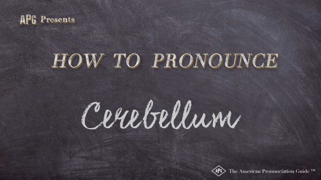 pronunciation of cerebellum