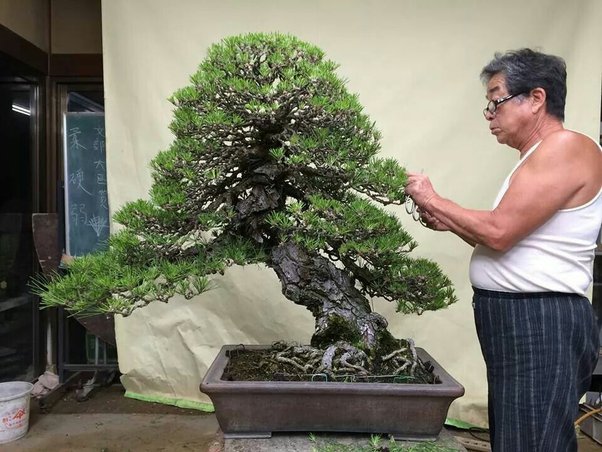 pine bonsai indoor