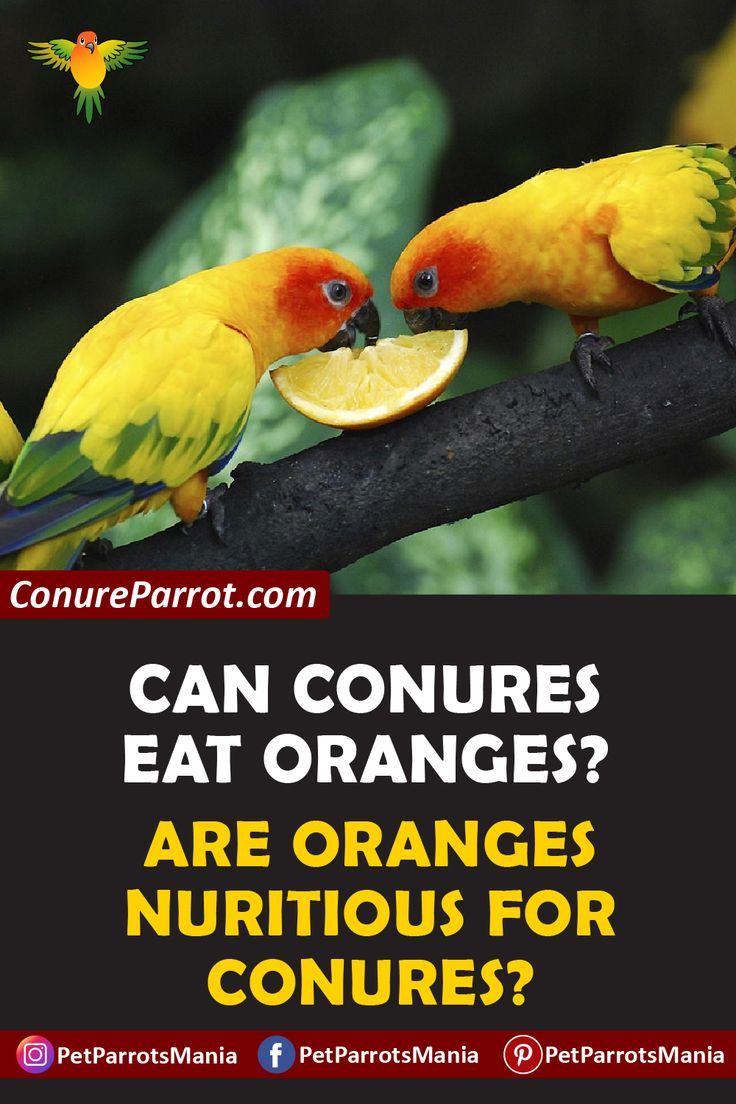 can conures eat oranges