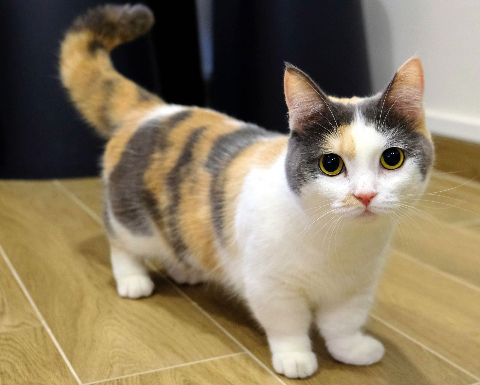 munchkin kittens australia