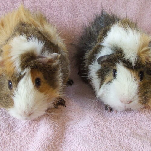 guinea pigs near me