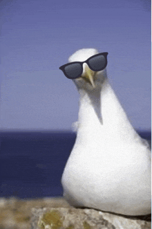 funny seagull memes