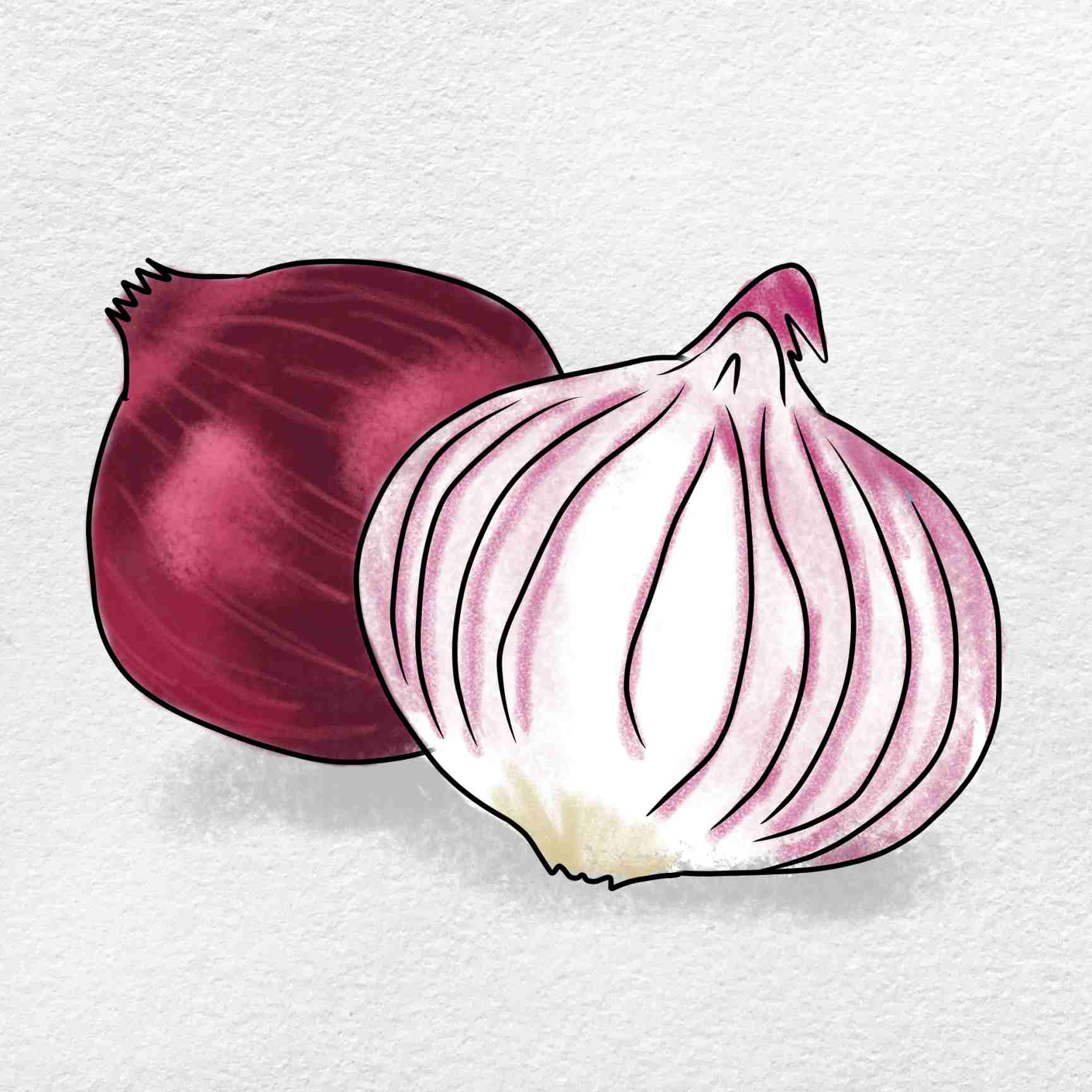 onion drawing images