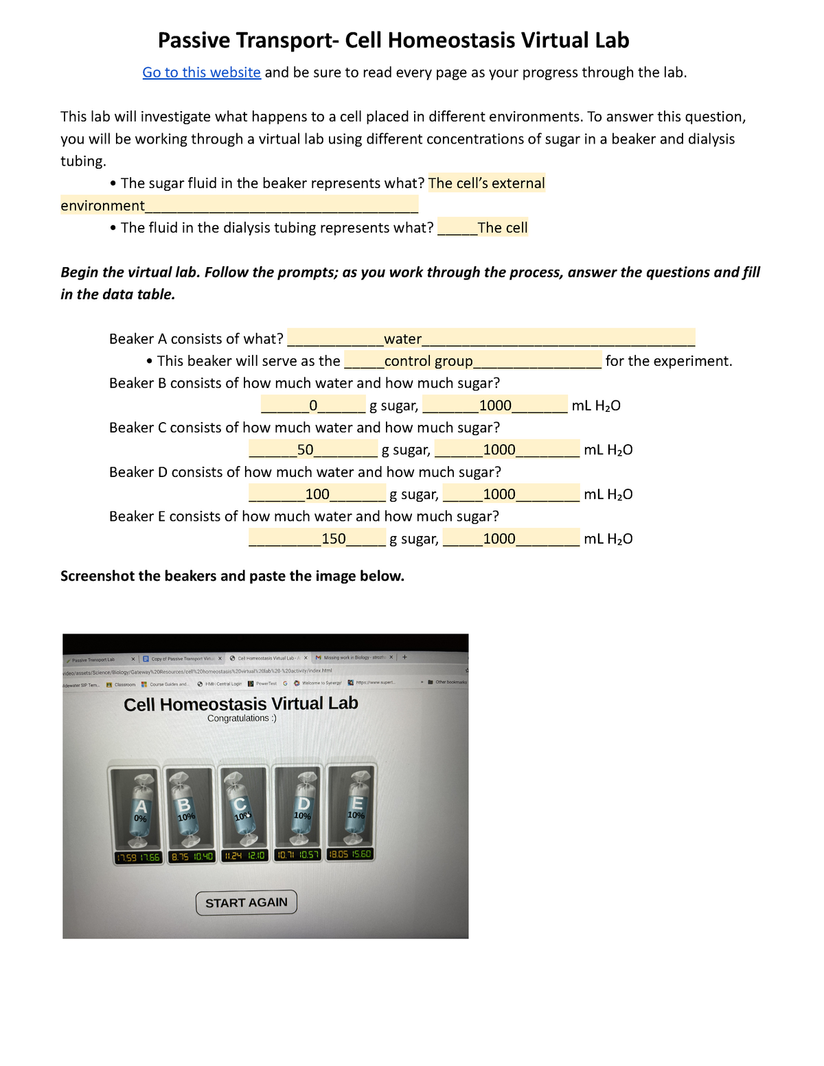 cell homeostasis virtual lab worksheet