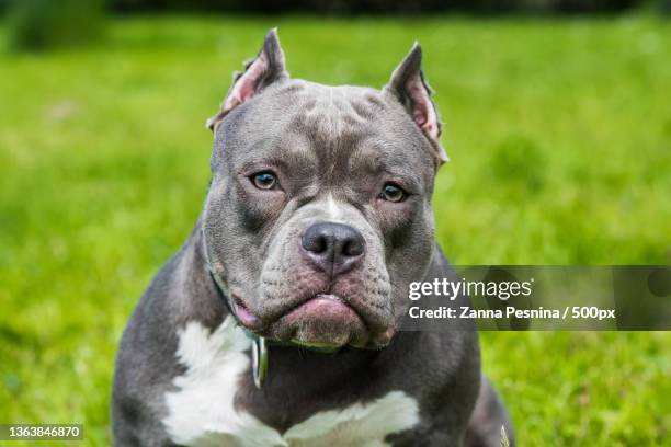 pitbull bully blue