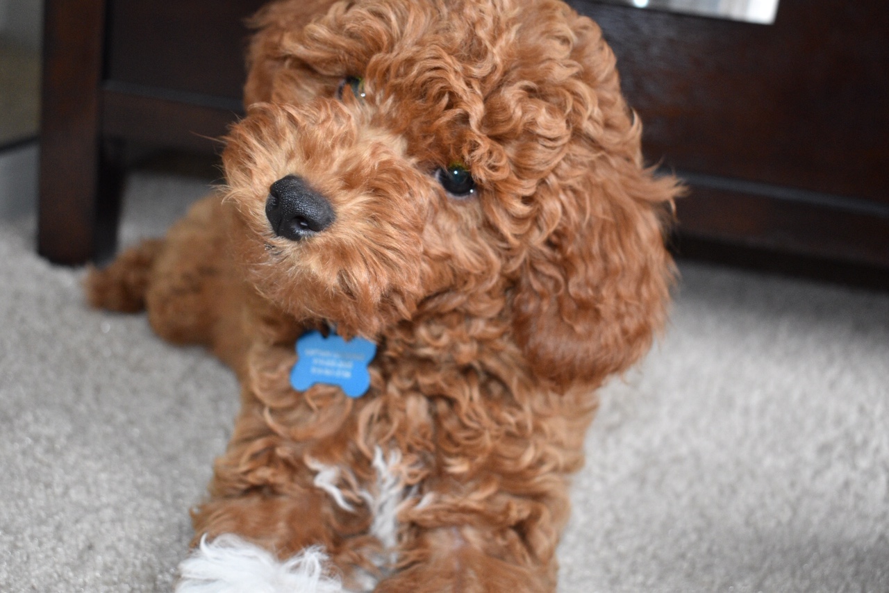 hypoallergenic cavapoo