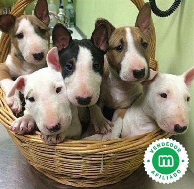 english bull terrier for sale near me