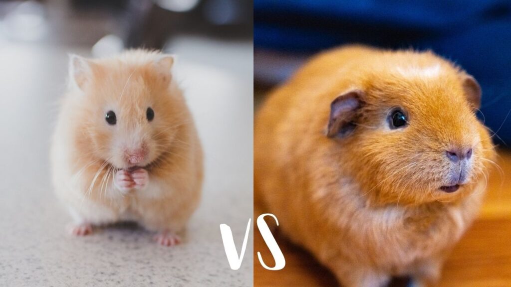 hamster and guinea pig difference