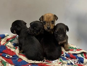 jack russell puppies for sale stoke on trent