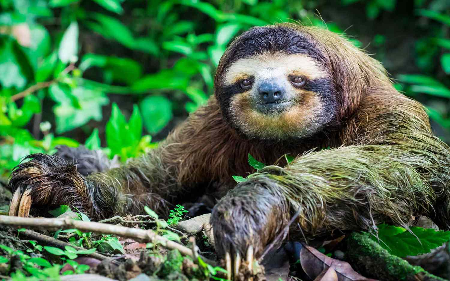 can sloths move fast