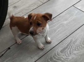 jack russell puppies docked tails for sale