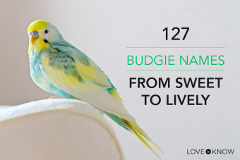 boy budgie names