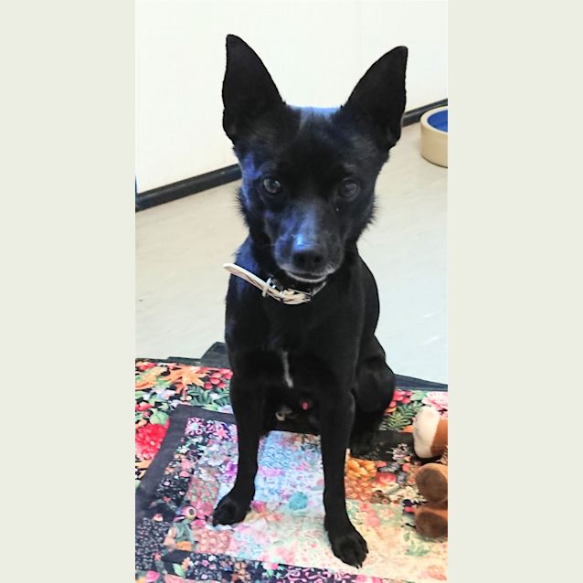 schipperke terrier mix