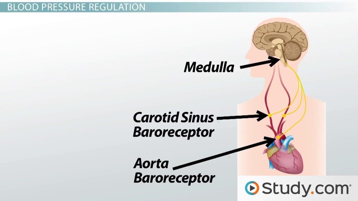 barorecptors