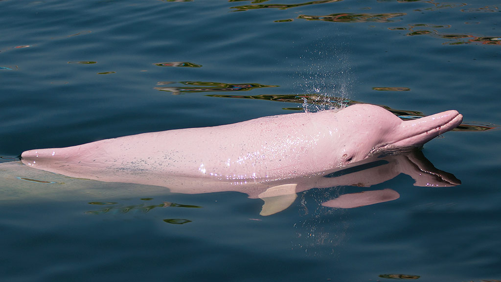 pink dolphin animal