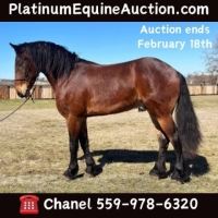 kid safe horses for sale in texas